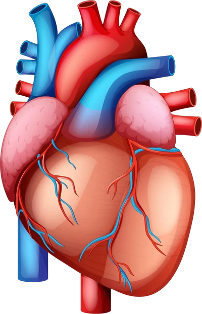 Illustration of the human heart for the Abul Kalam Foundation Medical College